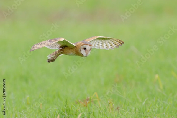 Obraz Barn-Owl