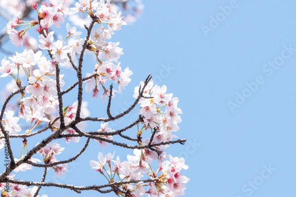 Obraz 桜　青空