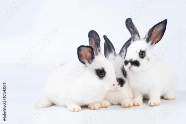 Obraz Adorable furry baby bunny rabbits sitting and lying together playful over isolated white background. Three lovely cuddle family rabbits sitting playful together on white. Easter animal family concept.