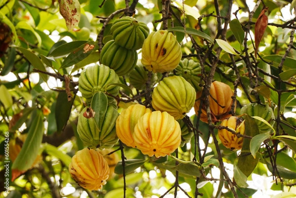 Obraz Garcinia gummi-gutta is a tropical species of Garcinia native to Southeast Asia.names include Garcinia cambogia, as well as brindle berry, and Malabar tamarind.