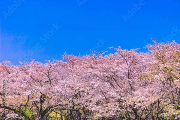 Fototapeta 桜並木と青空　東京春風景