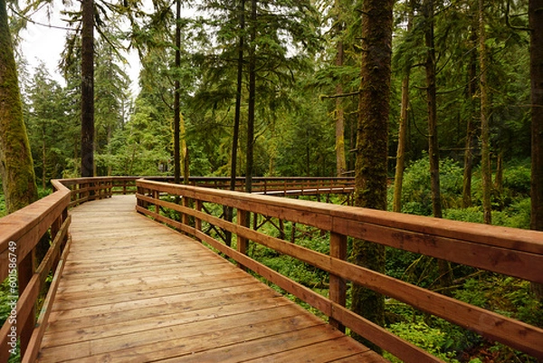 Fototapeta wooden bridge in the woods