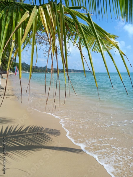 Obraz Coconut palm tree on the beach with blue sky and sea background. 