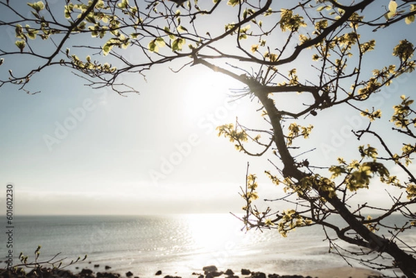 Obraz Leaves sprouting at spring time on a tree