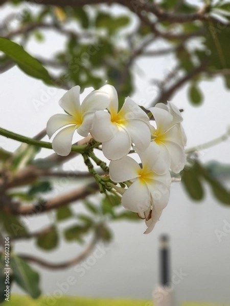 Obraz tree blossom