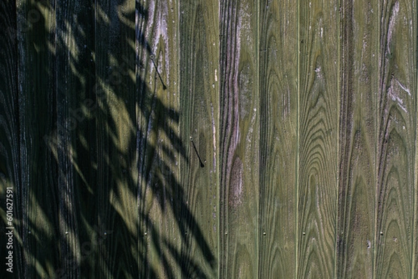 Obraz 壁に映る影　葉影