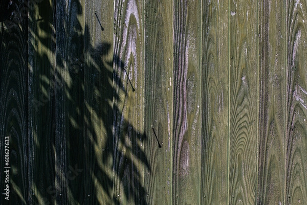 Obraz 壁に映る影　葉影