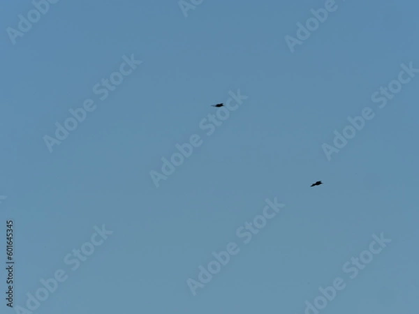 Obraz paragliding in the sky