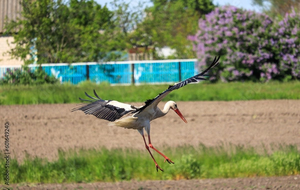 Obraz stork in the grass