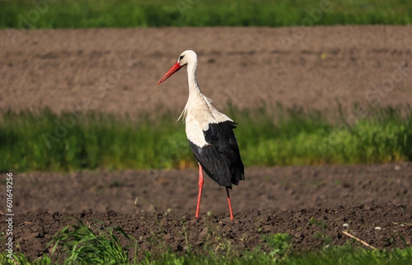 Obraz white stork in the grass