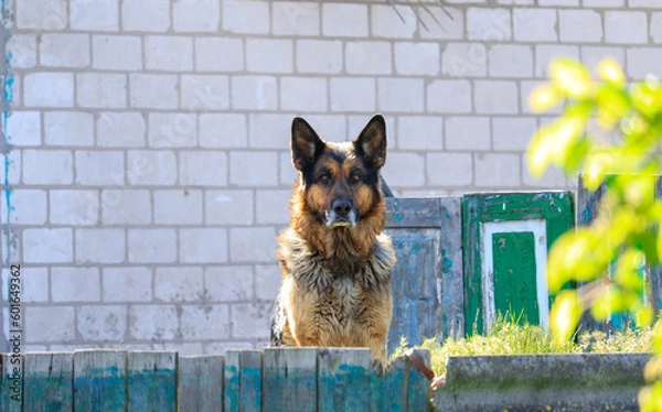 Obraz german shepherd dog