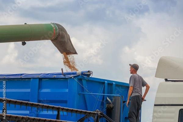Obraz Control of the threshing process and loading of grain from the combine into the vehicle. Work in agriculture