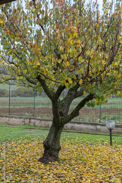 Fototapeta Beautiful autumn apricot tree with green, yellow and orange leaves on the branches, fruits orchard in autumn time, colourful leaves fallen down under the apricot tree