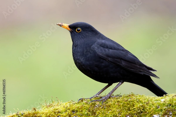 Obraz Amsel