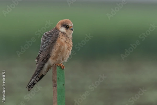 Fototapeta Female red-footed falcon standing on а wooden pole in the middle of field