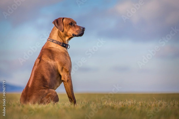 Obraz ridgeback dog