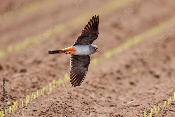 Fototapeta Red-footed falcon flying
