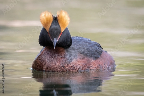 Obraz Horned grebe swimming in the lake