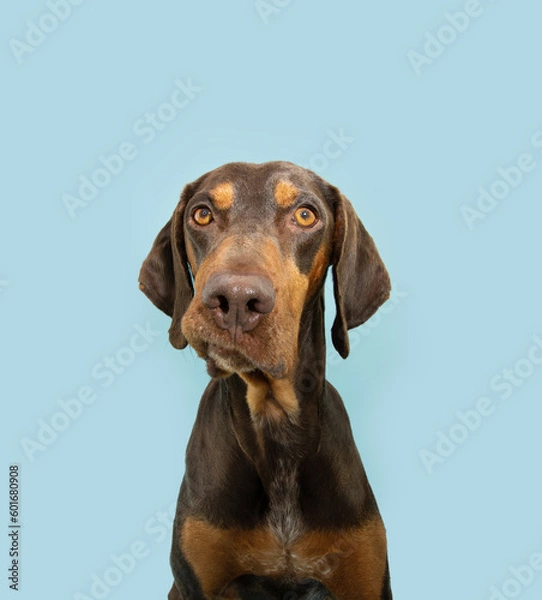 Obraz Funny and confused vizsla puppy dog looking at camera. Isolated on blue pastel background