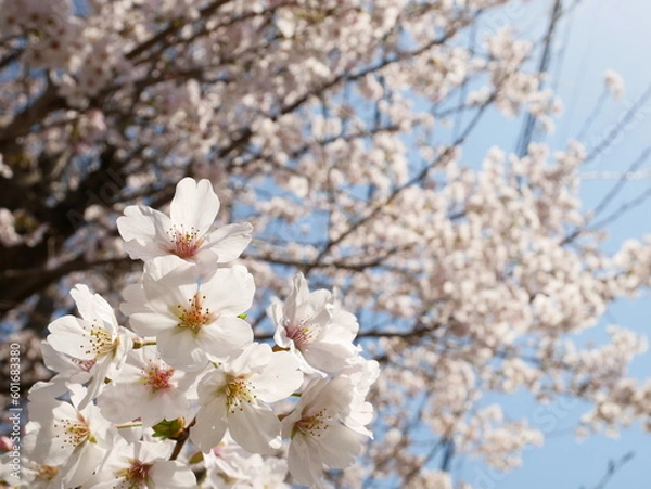Obraz 青空に映える桜