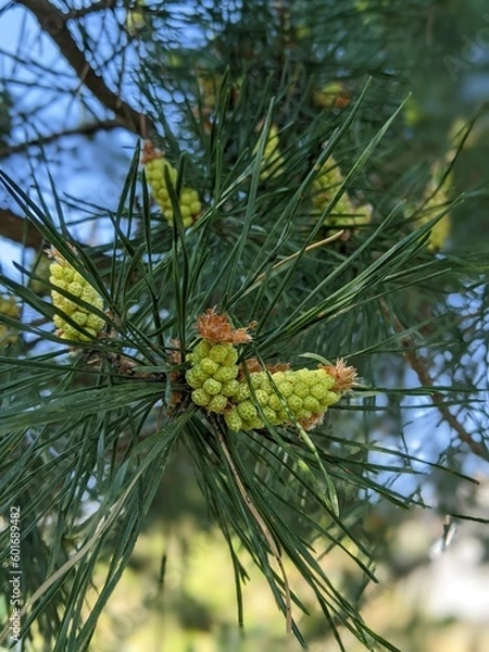 Obraz Kieferngewächs, Pinus