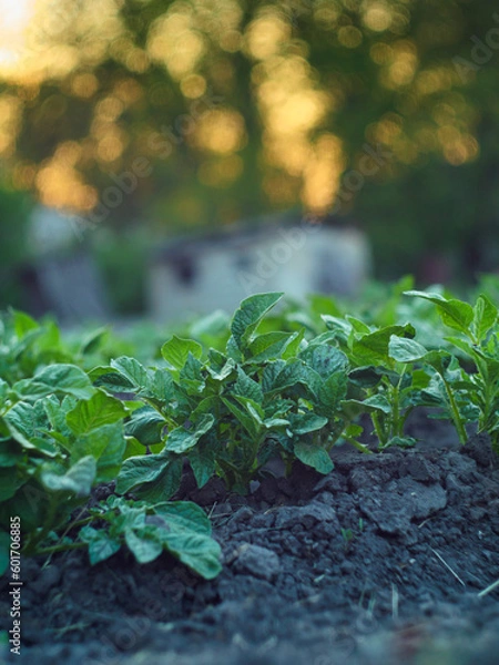 Fototapeta Potatoes on the background of bright rays. Potatoes on a bed in the sun, growing potatoes in your own garden. Green fresh potatoes in the garden. Potato leaves on a natural bright background.