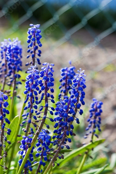 Obraz Muscari flower grows in back yard