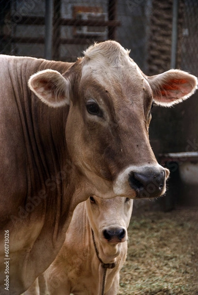 Obraz Local cows on farms where the mother cow with her little calf is in the barn
