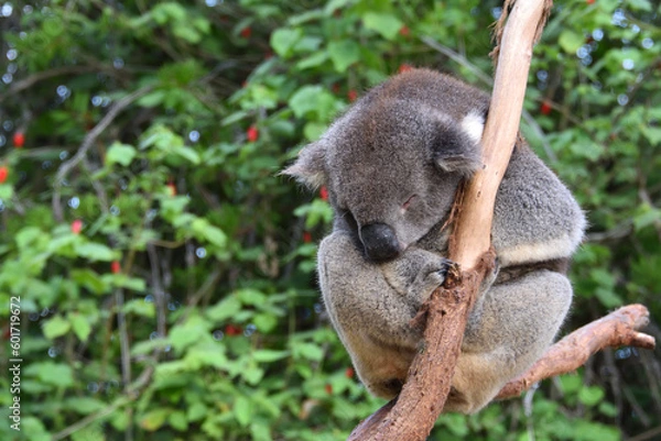 Fototapeta Sleeping Koala Bear on Kangaroo Island, Australia, sitting on the Eucalyptus tree
