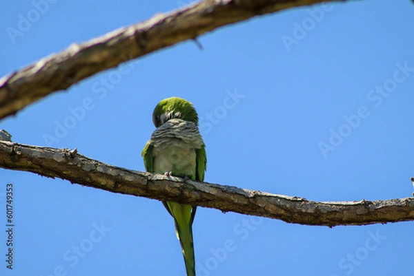 Obraz green parrot