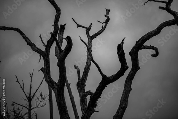 Obraz dead tree silhouette with texture