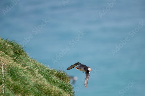 Fototapeta Puffin flying
