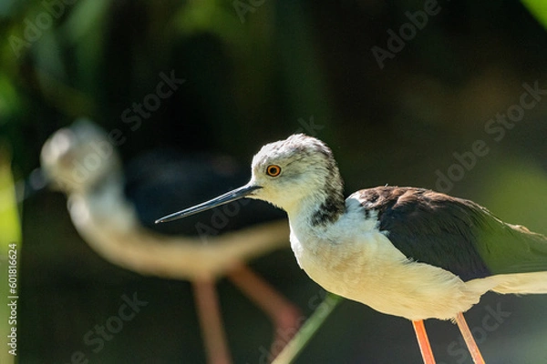 Fototapeta Black-winged stilt
