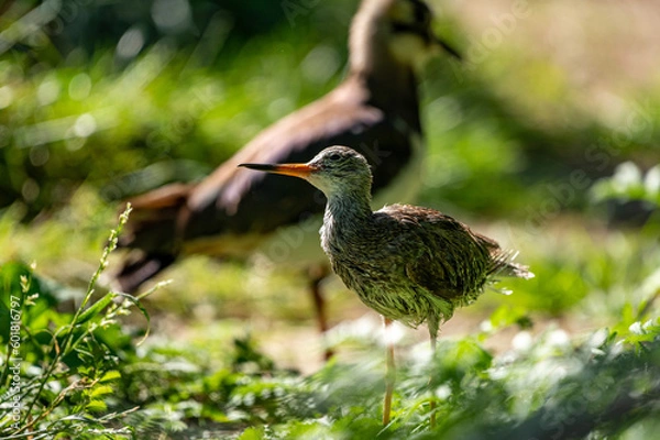 Fototapeta redshank