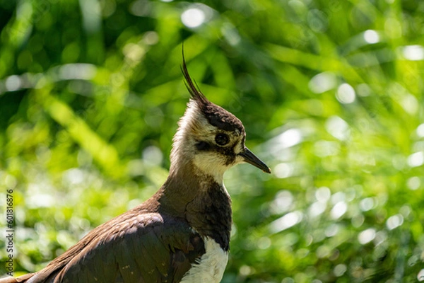 Fototapeta lapwing bird