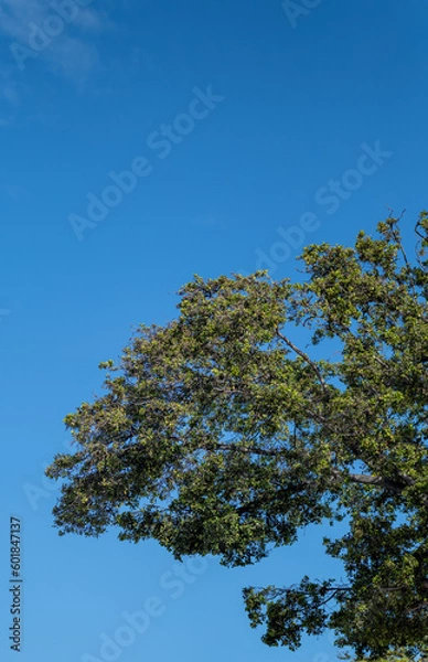 Fototapeta Green Leaves Tree Canopy on a Banyan Tree in Hawaii.