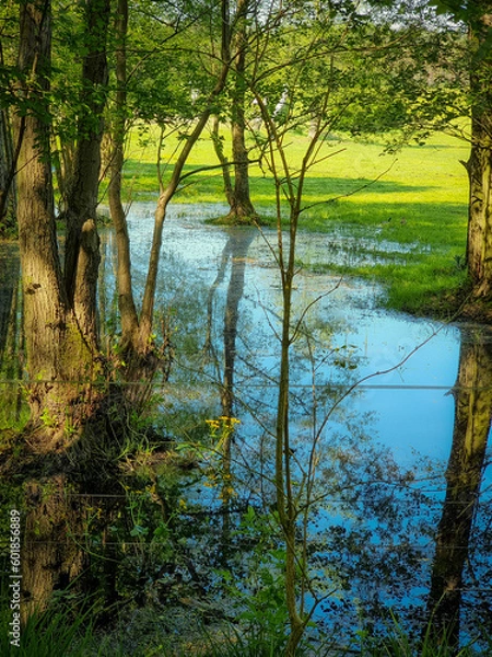 Fototapeta morning in the forest