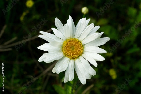 Obraz Shasta Daisy