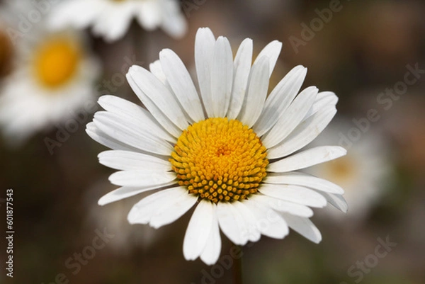 Fototapeta Shasta Daisy