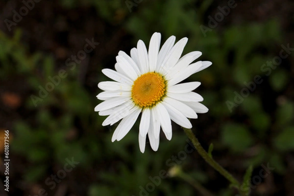 Fototapeta Shasta Daisy