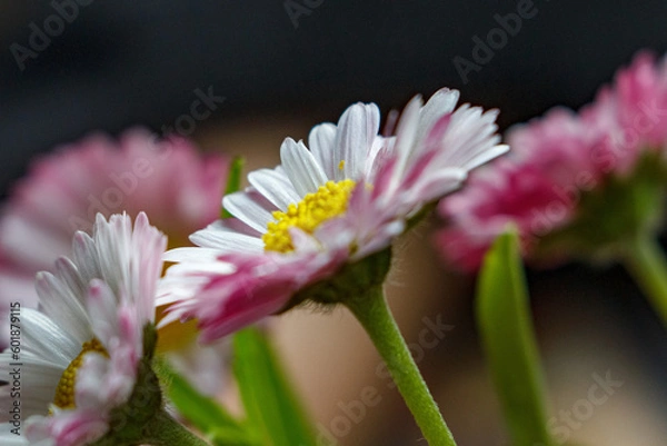 Obraz Flower blooming macro 