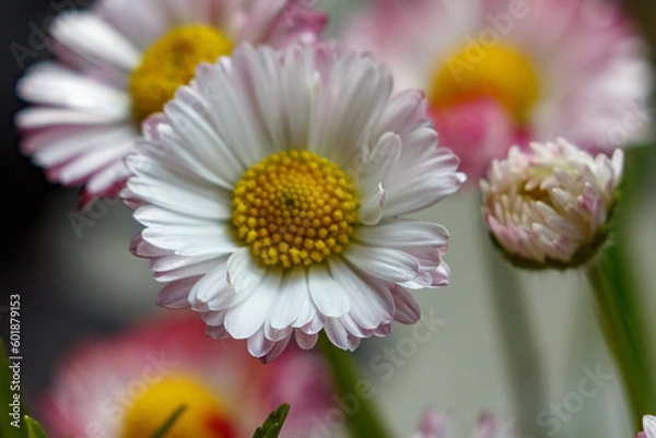 Obraz Flower blooming macro 
