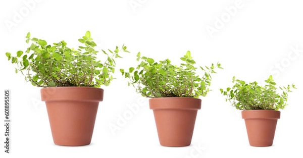 Fototapeta Oregano growing in pots isolated on white, different sizes