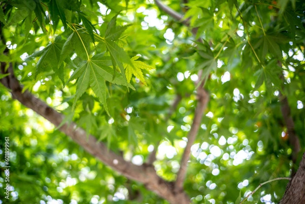 Fototapeta 緑のもみじ　初夏のイメージ