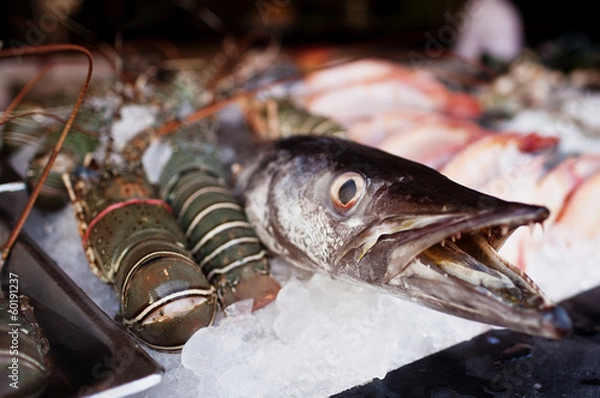 Obraz Fresh fish barracuda in ice on the market