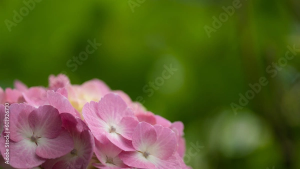 Fototapeta 6月の満開の紫陽花のミディアムショット
