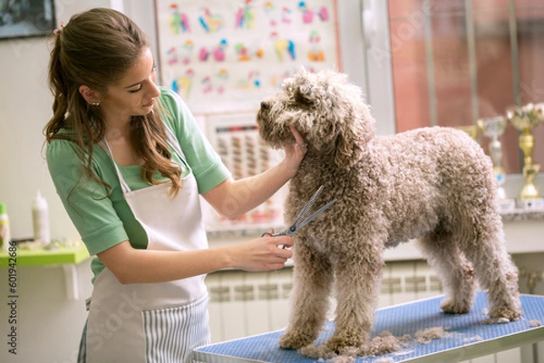 Fototapeta Groomer with scissors made hairstyle. Dog gets hair cut at Pet Spa Grooming Salon. Closeup of Dog. the dog has a haircut. Groomer in background. groomer concept.