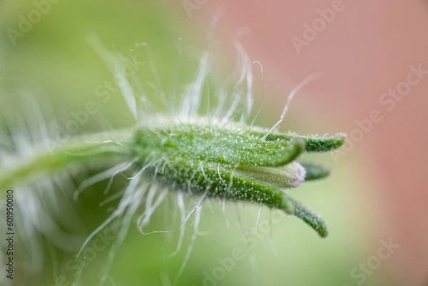 Obraz Bright green unopened flower of tomato