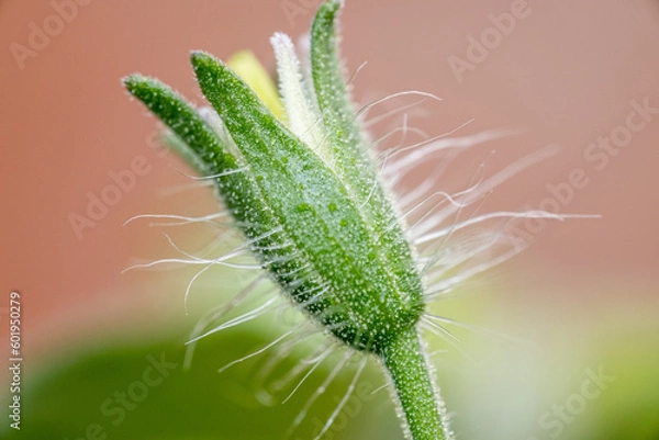 Obraz Bright green unopened flower of tomato