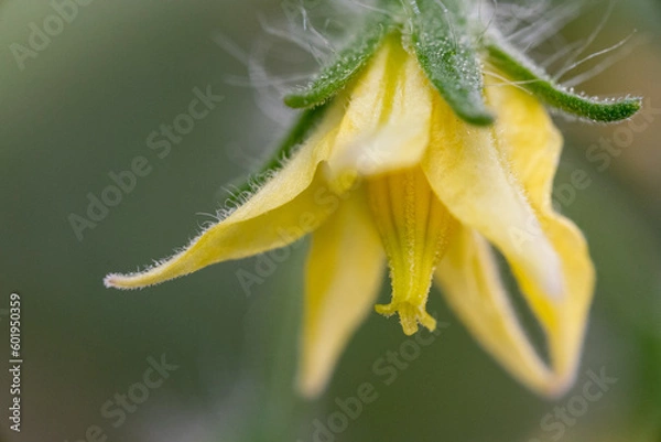 Obraz Bright yellow flower of tomato